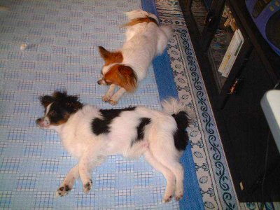 �A�[�X��������